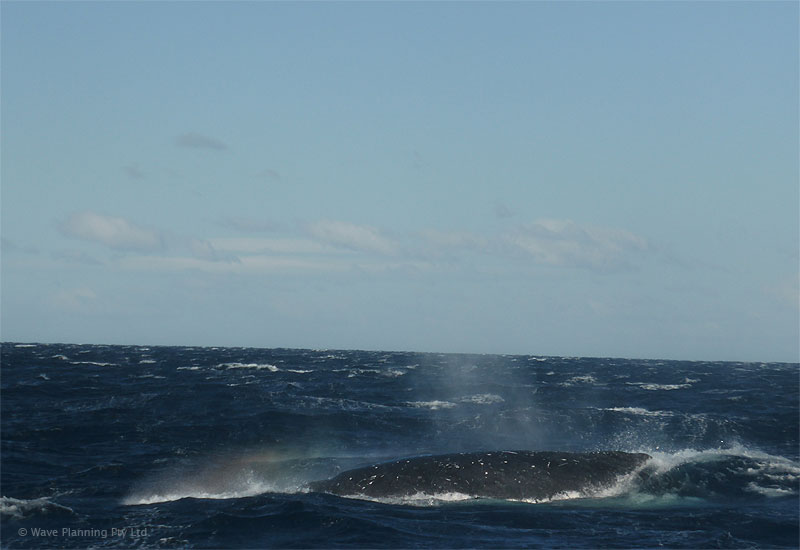すぐ近くに3頭のクジラが船と並んで遊泳。巨大な姿に大興奮！