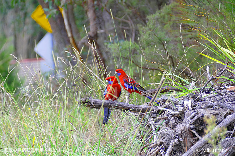 赤いアカクサインコは、ブルーマウンテンズのシンボル的な野鳥