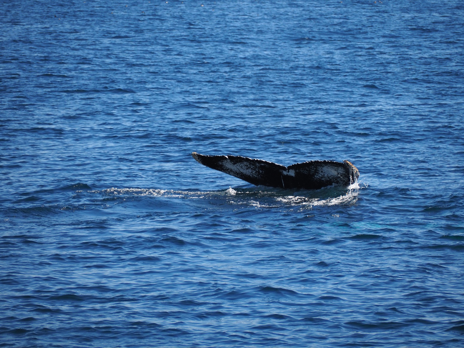 △ナガスクジラはホエールテール（尻尾）も大きい（７月、ニューファンドランド島で筆者撮影）
