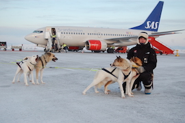 世界初の犬ぞりタクシー