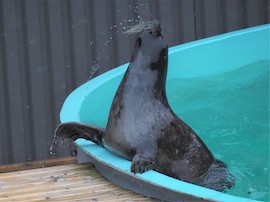 謎の黒い食材の正体…