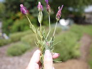 魅惑の紫の花の香り