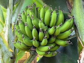 皮ごと食す幻バナナ