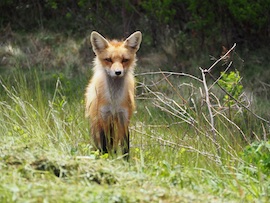 キツネ追いし、かの山