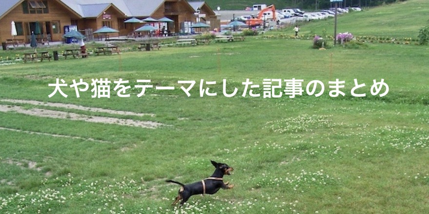 心温まる犬や猫に関わるストーリーを紹介