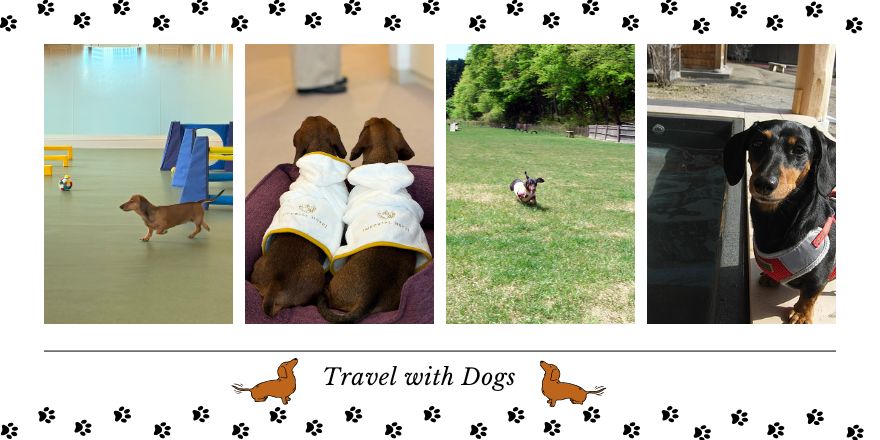 心温まる犬や猫に関わるストーリーを紹介